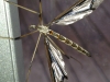 Bug