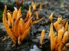Fungi