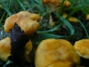 Mushrooms